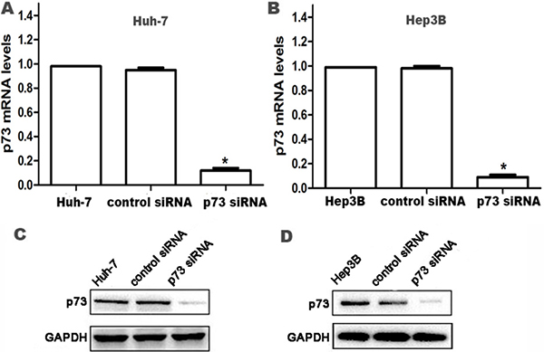 Knockdown of p73 expression in HCC cells at 24 h after siRNA transfection.