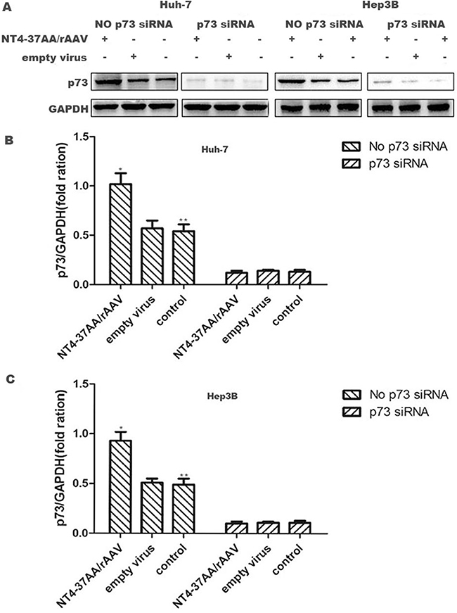 Transfection of NT4-37AA/rAAV increased the expression of p73 protein in HCC cells.