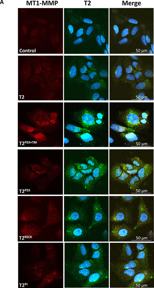 Co-localisation of membrane-anchored TIMP-2s with MT1-MMP on the cell surface as revealed by non-permeabilised immunostaining.