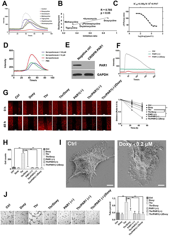 Doxycycline inhibits PAR1 and effectively decreases cancer cell malignancy.