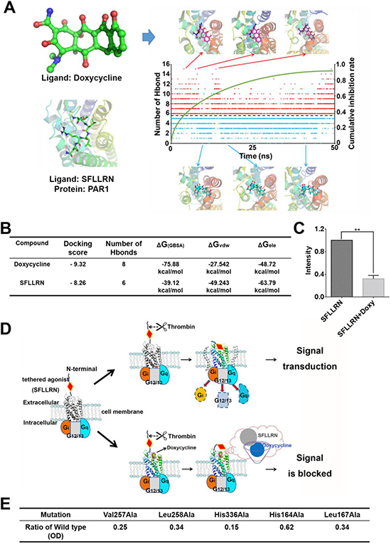 Molecular dynamic simulation and schematic diagram of the inhibitory mechanism showing direct interaction between doxycycline and PAR1.