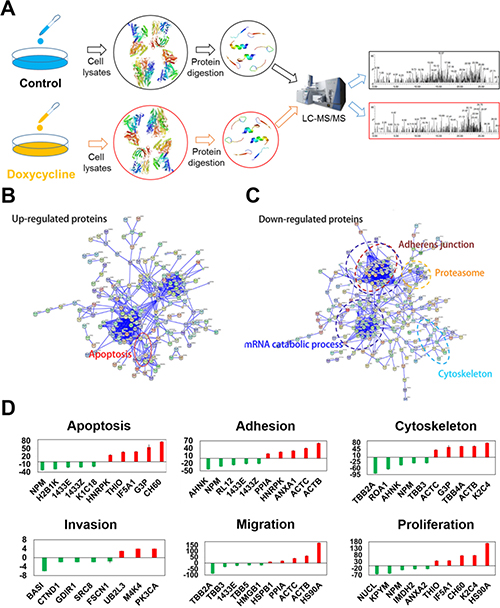 Differentially expressed proteins evaluated using multi-dimensional liquid chromatography-tandem mass spectrometry revealed key biological functions influenced by doxycycline.