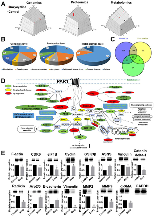 Multi-omics data analysis reveal that doxycycline inhibits PAR1-regulated signaling pathways.