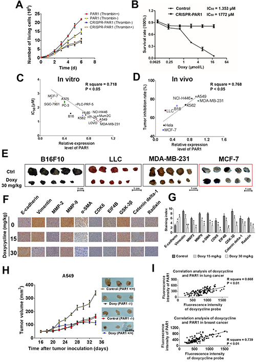 Doxycycline shows stronger inhibition and anti-tumor activity on cells with higher PAR1 expression.