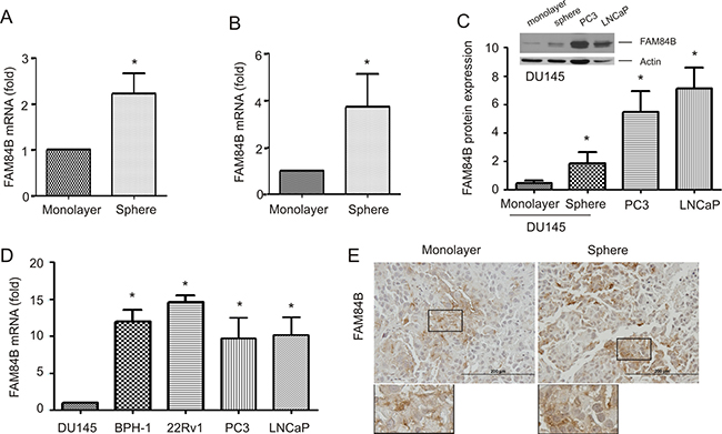 Upregulation of FAM84B in prostate cancer stem-like cells (PCSLCs).