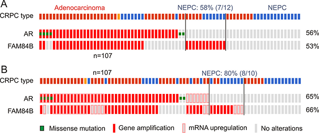 Genomic alterations of the AR and FAM84B genes.