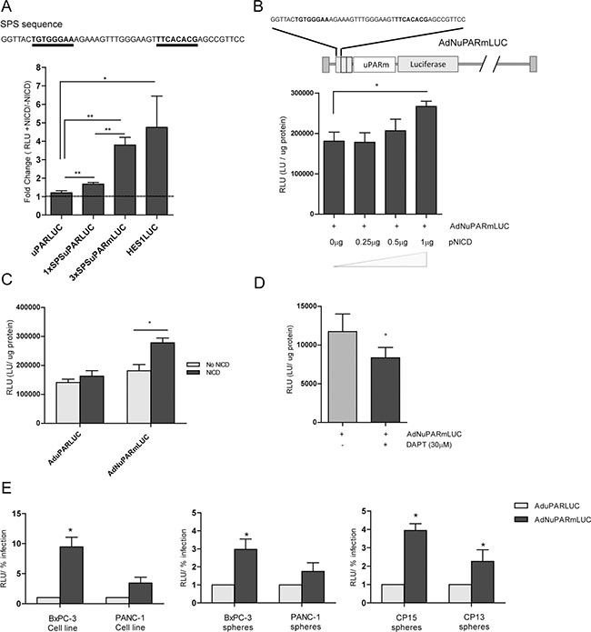 Notch-dependent transcriptional activity from the chimeric promoter controlled by the uPAR regulatory sequences and Notch responsive elements.