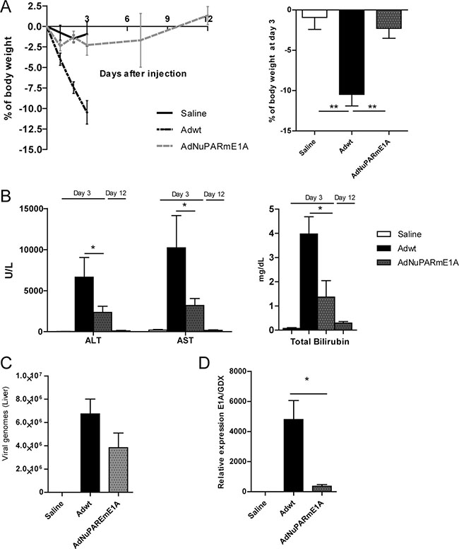Toxicity profile of AdNuPARmE1A after systemic administration in immunocompetent mice.