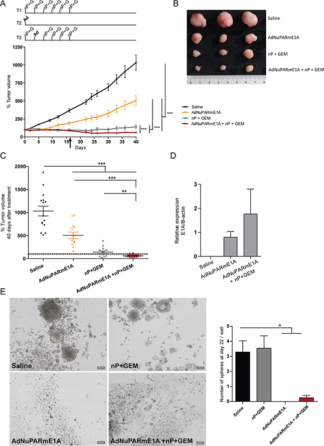 In vivo antitumoral activity of AdNuPARmE1A as a single agent or in combination with gemcitabine and nab-paclitaxel in CP15 PDX tumors.