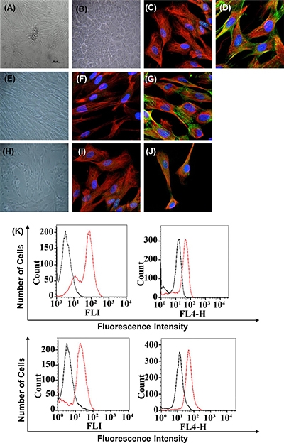 Immunophenotype of breast cancer cells from patients with fibroadenoma and phyllodes tumors (non-cancerous breast condition), luminal A and B, and HER2+ breast cancer subtypes used in all experiments.