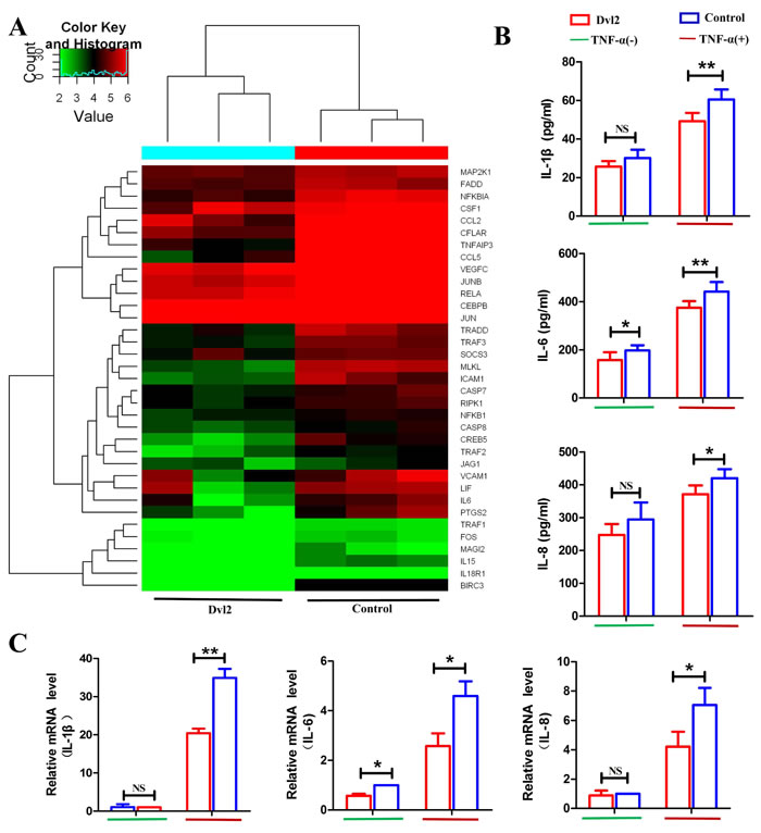 Overexpression of Dvl2 inhibits TNF-&#x3b1;-induced inflammatory cytokine secretion by RA-FLSs.