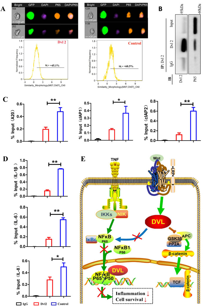 Dvl2 inhibits the NF-&#x3ba;B pathway by reducing the translocation and promoter binding of P65.