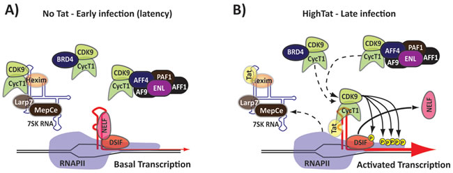 Tat activates viral transcription.