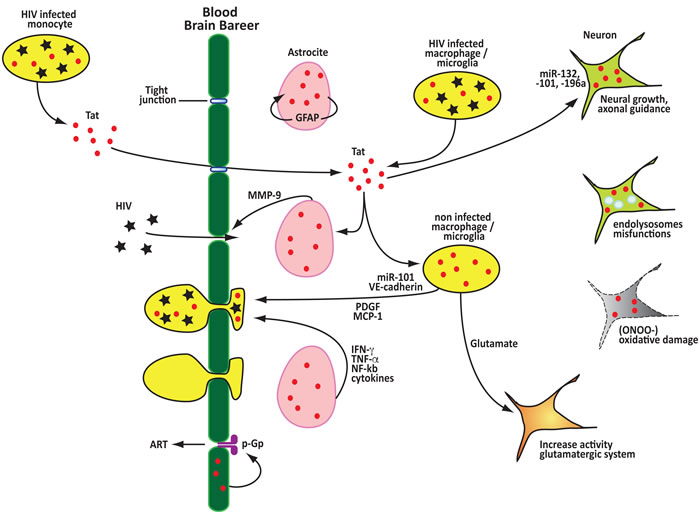 Tat contributes to the disruption of the blood brain barrier, neuroinflammation and neurotoxicity.