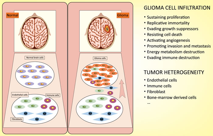 Characterization of glioma cells: infiltration and heterogeneity.