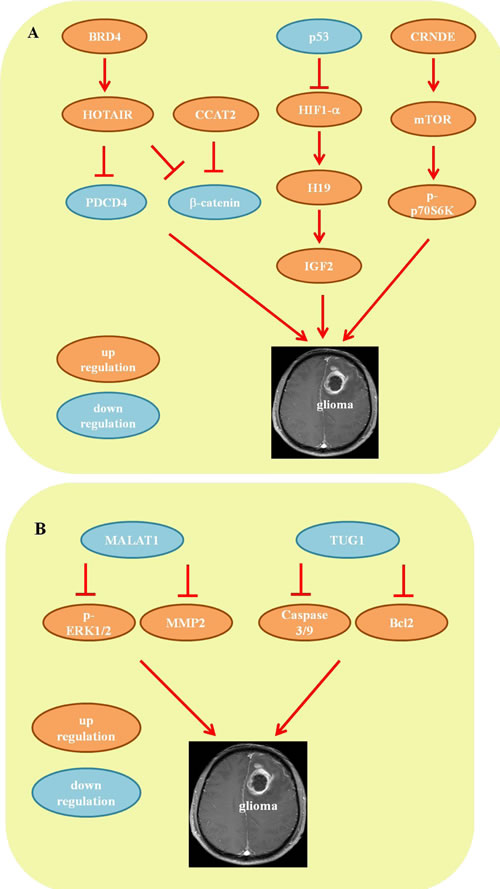 Mechanisms of lncRNA in glioma.