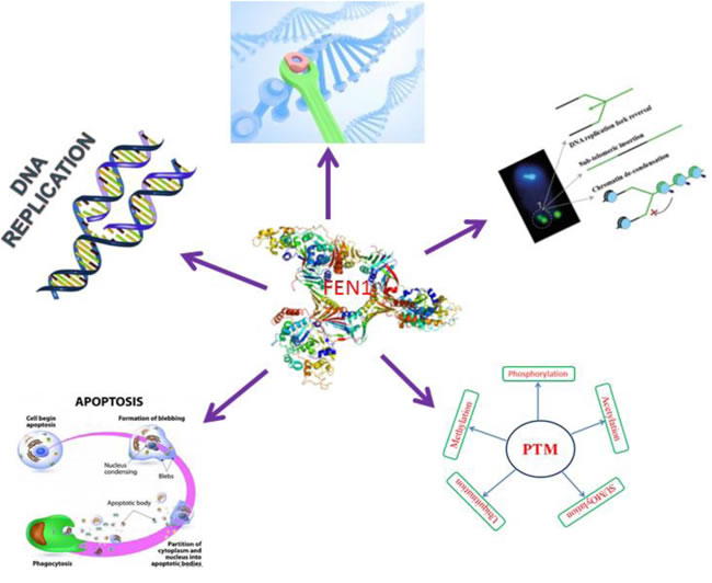 FEN1 central role in cellular DNA metabolism.