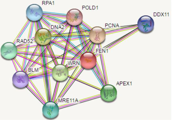 Interaction partners map of FEN1.