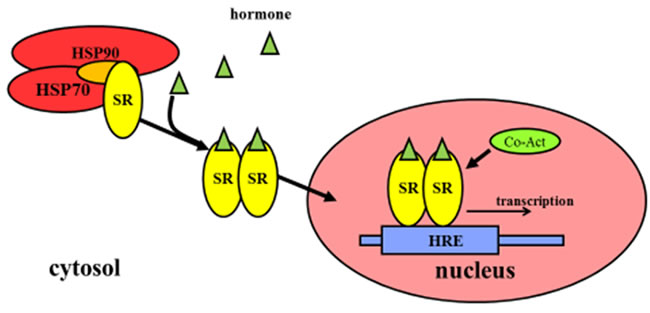 Regulation of gene expression by steroid hormone receptors.