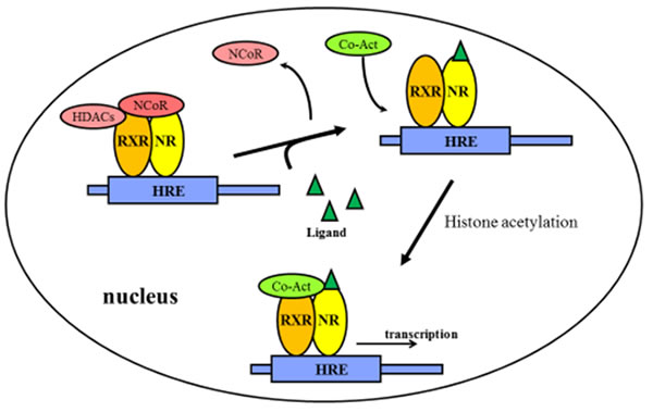 Regulation of gene expression by non-steroidal receptors.