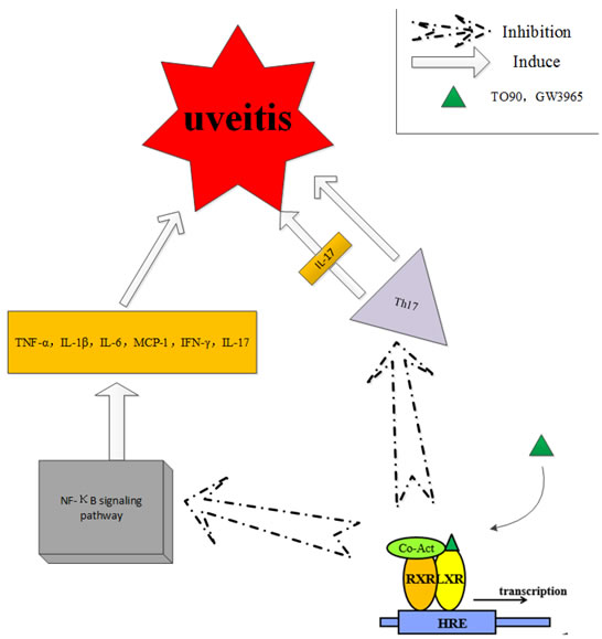 The liver X receptor (LXR) stimulants suppressed the inflammatory response and blocked the signal transduction of NF-&#x3ba;B signaling, which plays an important role in uveitis.