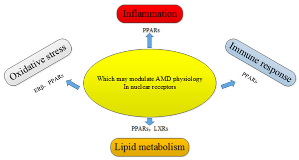 Potential nuclear receptors that may regulate AMD pathogenic pathways through their involvement in oxidative stress, inflammation, immune response, and lipid metabolism.