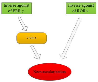 ERR&#x3b3; and ROR&#x3b1; may be targets for treatment of ischemic retinopathies.