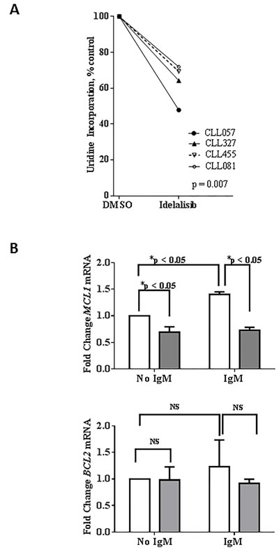 Effect of idelalisib on global RNA synthesis and