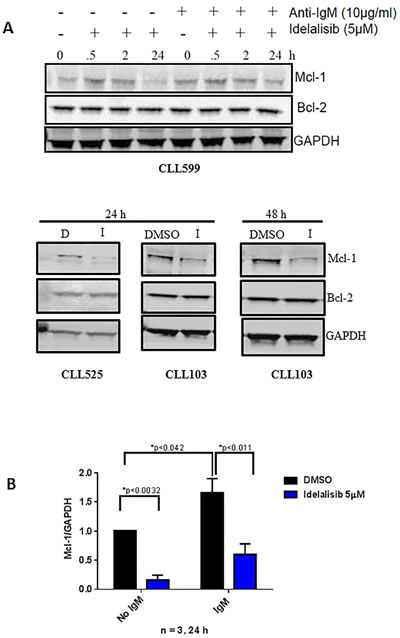 Effect of idelalisib on Mcl-1 protein levels.