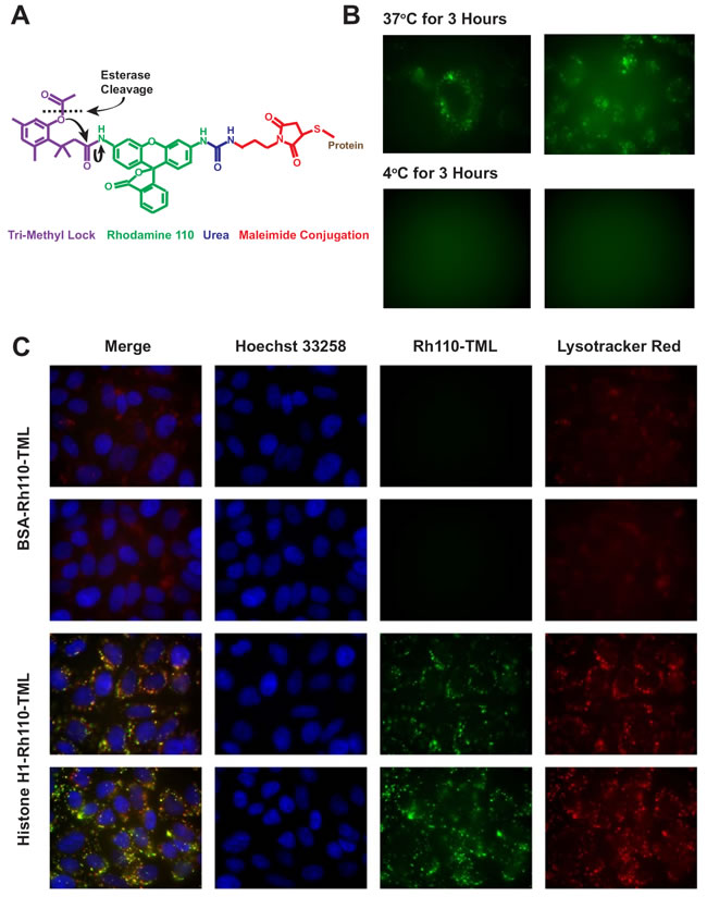 Confirmation of uptake using a latent fluorophore.