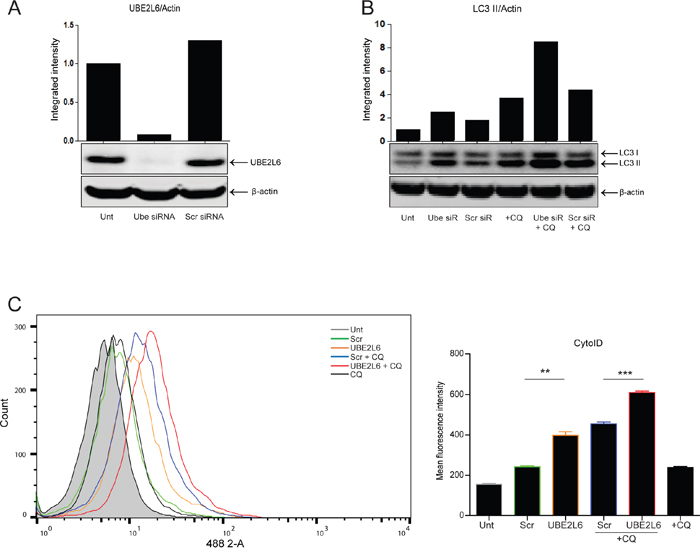 UBE2L6 siRNA promotes endogenous autophagy induction.