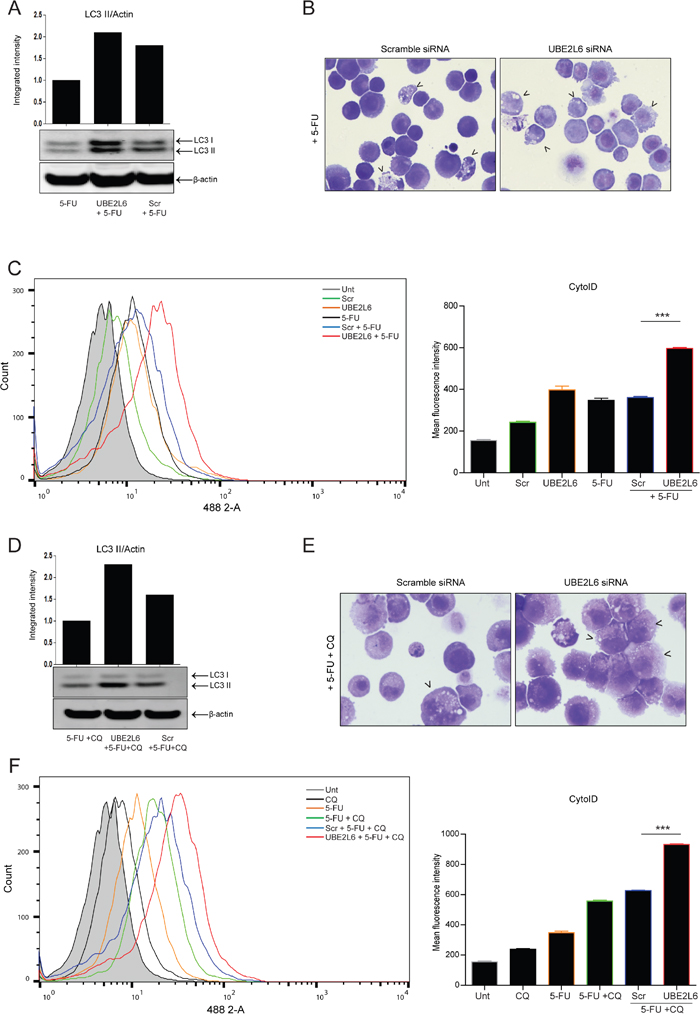 UBE2L6 siRNA enhances 5-FU-induced autophagic flux.