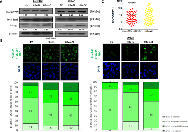 HBx-&#x0394;C1 regulated liver CSC properties through Stat3-Nanog signaling.