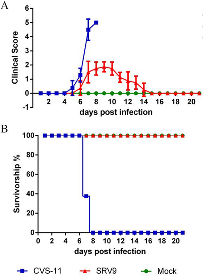 SRV9 is less pathogenic to mice than CVS-11 after i.c. inoculation.
