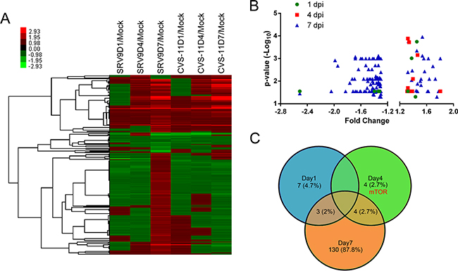 Patterns of differentially expressed host proteins at three time points in mouse brains infected with the CVS-11 or SRV9 strain of RABV.