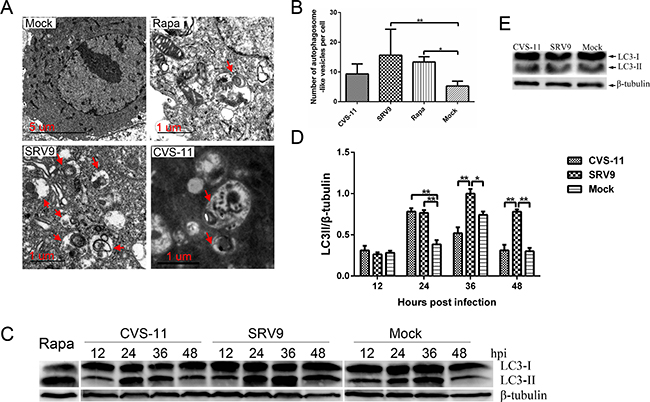 RABV infection induces autophagosome accumulation in NA cells.