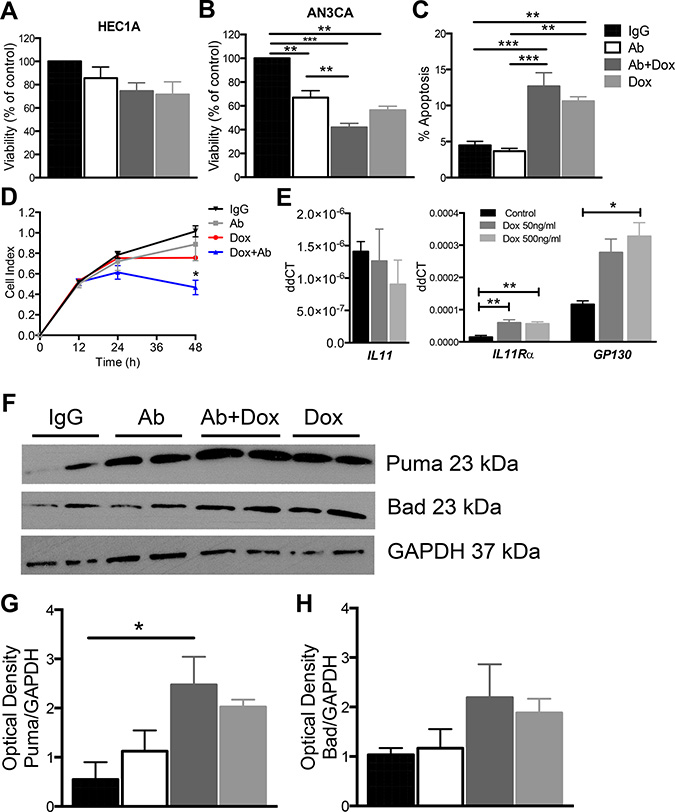 The effect of anti-human IL11R&#x03B1; antibody combination treatment with doxorubicin on AN3CA cell viability, proliferation and apoptosis in vitro.