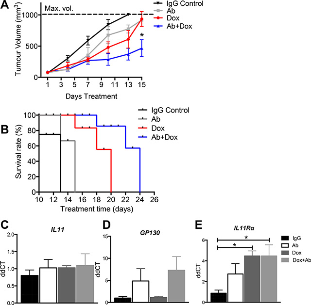 The effect of anti-human IL11R&#x03B1; antibody combination treatment with doxorubicin on AN3CA xenograft tumour growth in vivo.