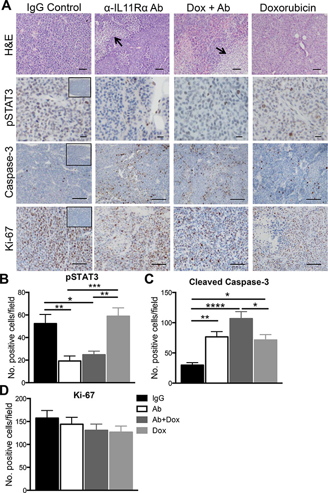 The effect of anti-human IL11R&#x03B1; antibody combination treatment with doxorubicin on AN3CA xenograft tumour morphology in vivo.