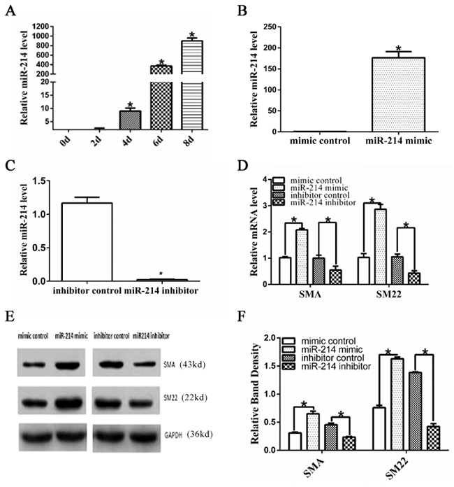 Important role of miR-214 in VSMCs differentiation from ESCs.