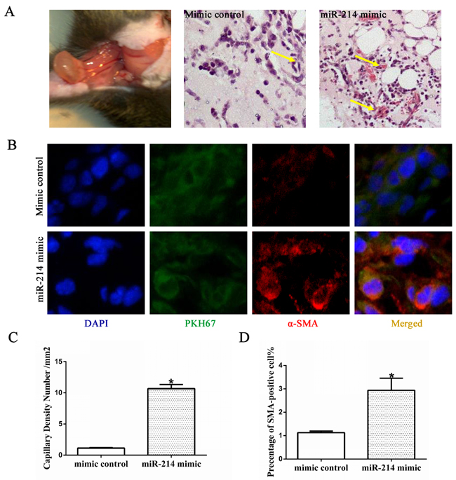 miR-214 promotes VSMCs differentiation in vivo.