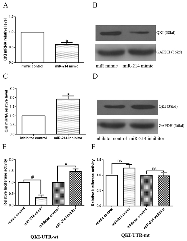 Target gene, QKI, is negatively regulated by miR-214.