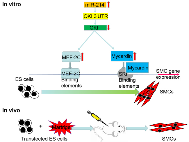 Schematic representation of the mechanism by which miR-214 regulates ESCs differentiation towards VSMCs by targeting QKI.
