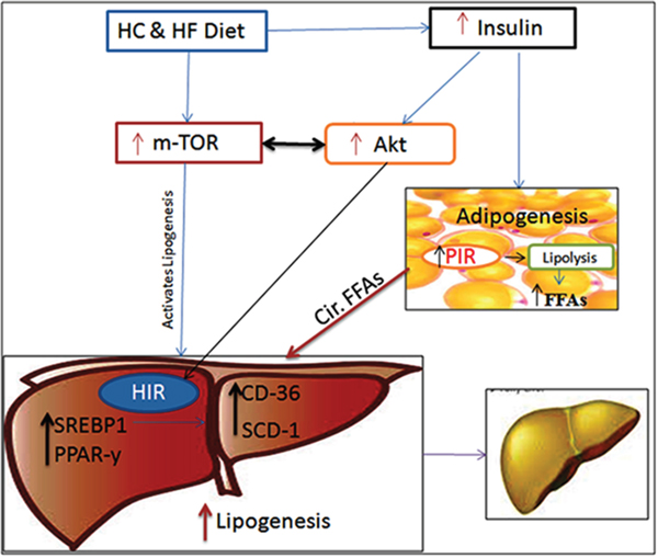 Schematic diagram representing the roles of diet, m-TOR-Akt-insulin signaling in developing NAFLD.