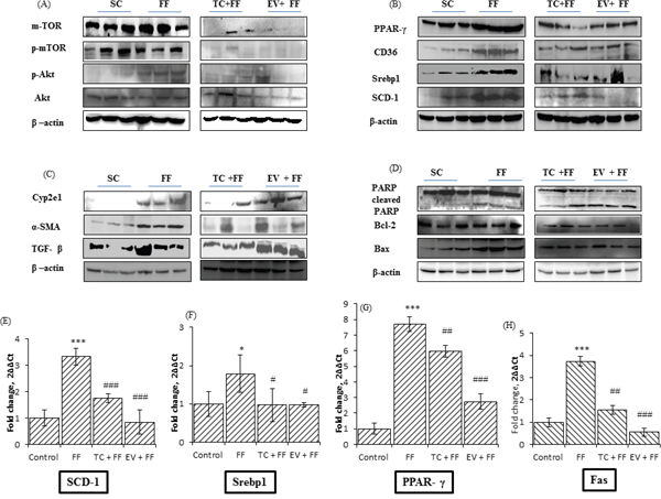 FF diet mediated protein and gene expressions changes in lipogenic and lipotoxic markers of hepatic tissues of C57BL/6J mice; Effect of 120 days administration of Tacrolimus and Everolimus along with FF diet on expressions of these markers.