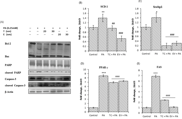 Palmitate induced up-regulation of lipogenic genes, and induced lipotoxicity, suggested by changes in expression of apoptotic markers in AML-12 cells.