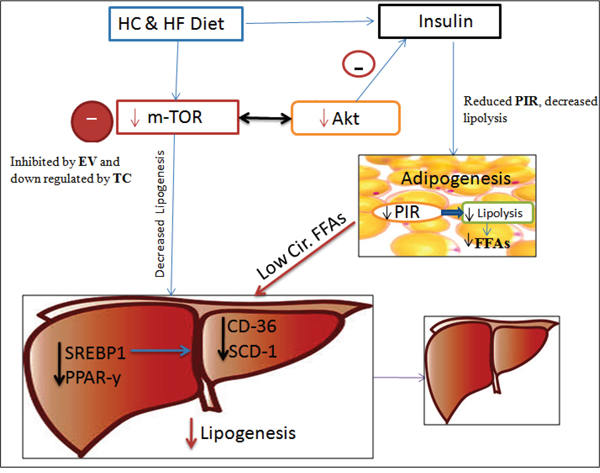 Schematic Diagram showing the possible effects of TC and EV administration along with FF diet.