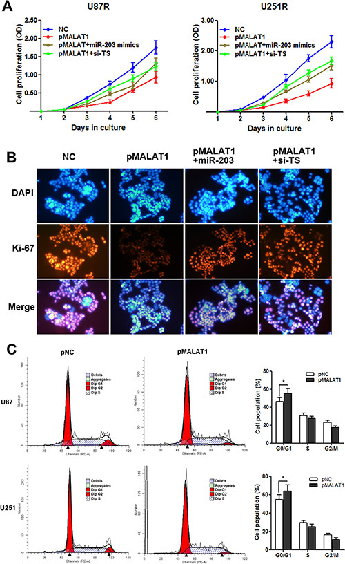 MALAT1 suppresses cell proliferation with G0/G1 cell cycle arrest in TMZ resistant cells.