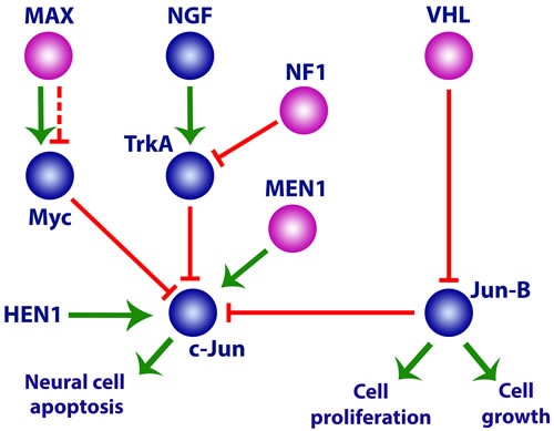 Activation of the neuronal precursor cell pathway in paragangliomas/pheochromocytomas by mutations in Group 1 and 2 genes.