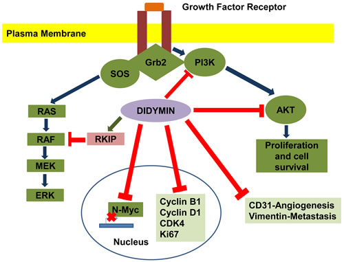 Effect of didymin on neuroblastoma signaling pathways.